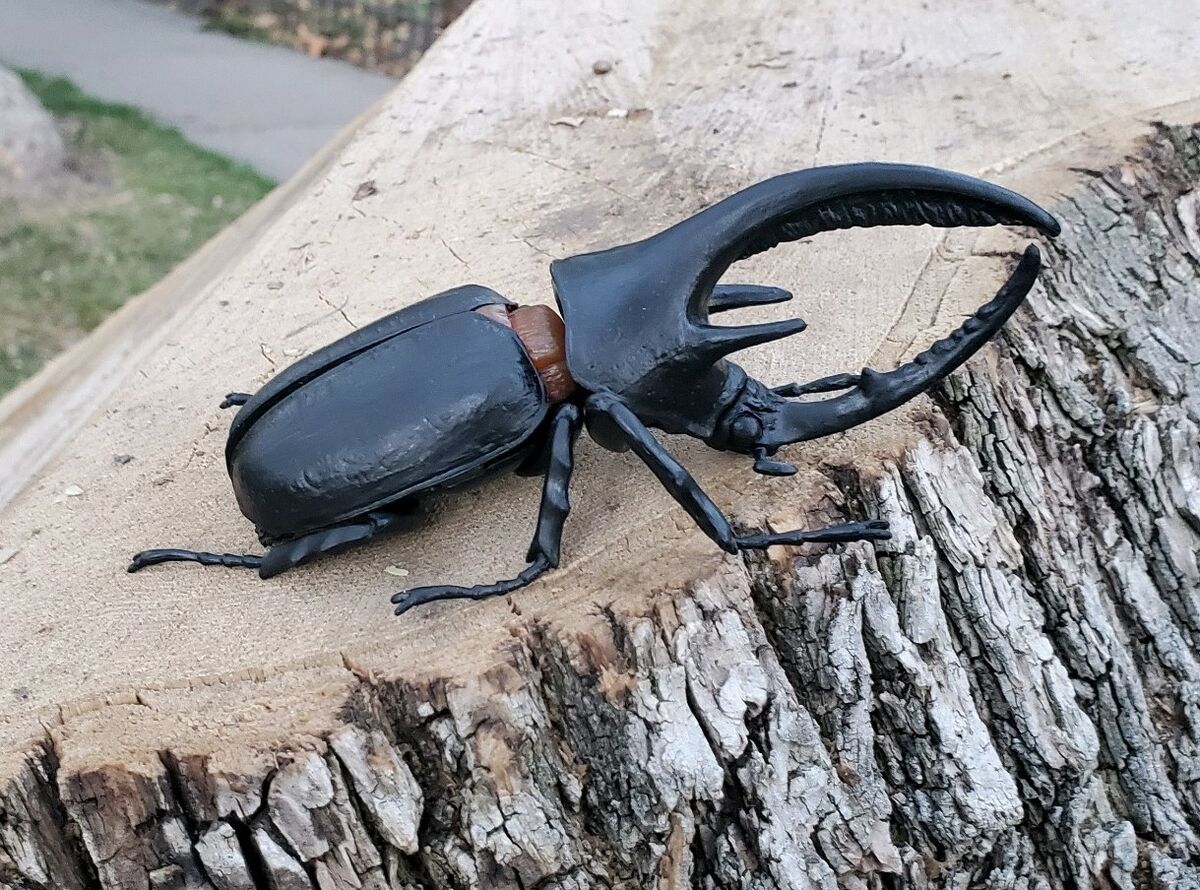 Neptune beetle Toy Animal Wiki