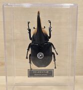 DeAgostini Dynastes satanas