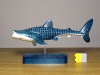 Whale shark Rhincodon typus