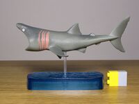 EKE-1 Colorata Basking shark.JPG