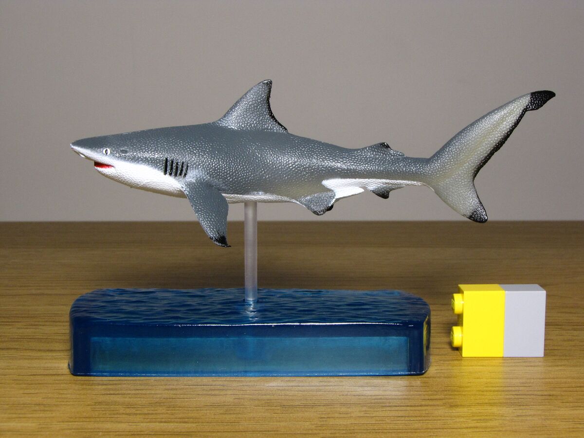 Bull shark - Toy Animal Wiki