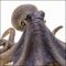 East Asian common octopus.jpg