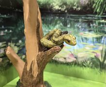 Qualia Japanese rat snake