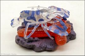 Epoch Harlequin Shrimp