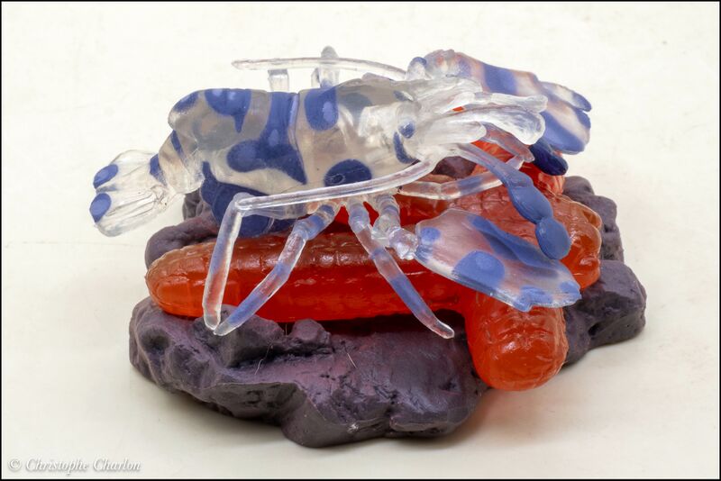 File:Epoch Harlequin shrimp 1.jpg