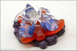 Epoch Harlequin shrimp 2.jpg