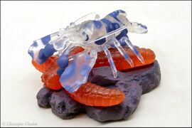 Epoch Harlequin shrimp 3.jpg