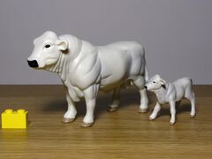 Ertl Chianina cattle