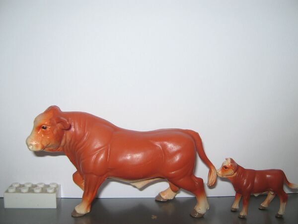 Ertl Simmental cattle.jpg