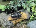 Eupatorus hardwickei