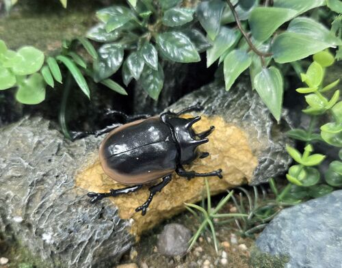 Eupatorus hardwickei Sega-scaled.jpg