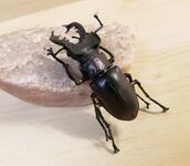 F-toys Miyama stag beetle