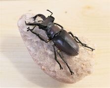 F-toys Miyama stag beetle 2.jpg