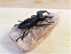 F-toys Miyama stag beetle 3.jpg