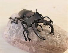 F-toys Miyama stag beetle 4.jpg