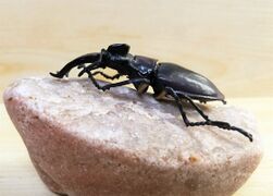 F-toys Miyama stag beetle 5.jpg