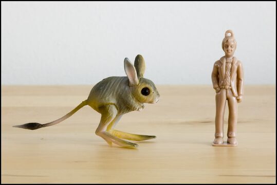 Baluchistan pygmy jerboa Toy Animal Wiki