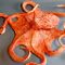 Giant Pacific octopus.JPG