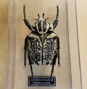 Goliathus orientalis