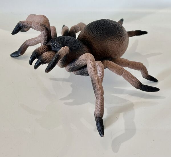 HW-tarantula-ric.jpg