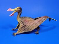 Criorhynchus