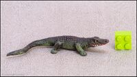 Hausser Elastolin Crocodile, young 1.jpg