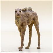 Hausser elastolin Bactrian camel calf 3.jpg