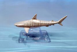 The Access Dangerous sea creatures Tiger shark