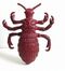 Head louse thumb.jpg
