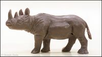 Black Rhinoceros