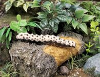 8. Zebra Longwing Caterpillar Heliconius charithonia