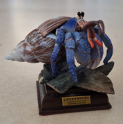 Nature Technicolor Purple land hermit crab