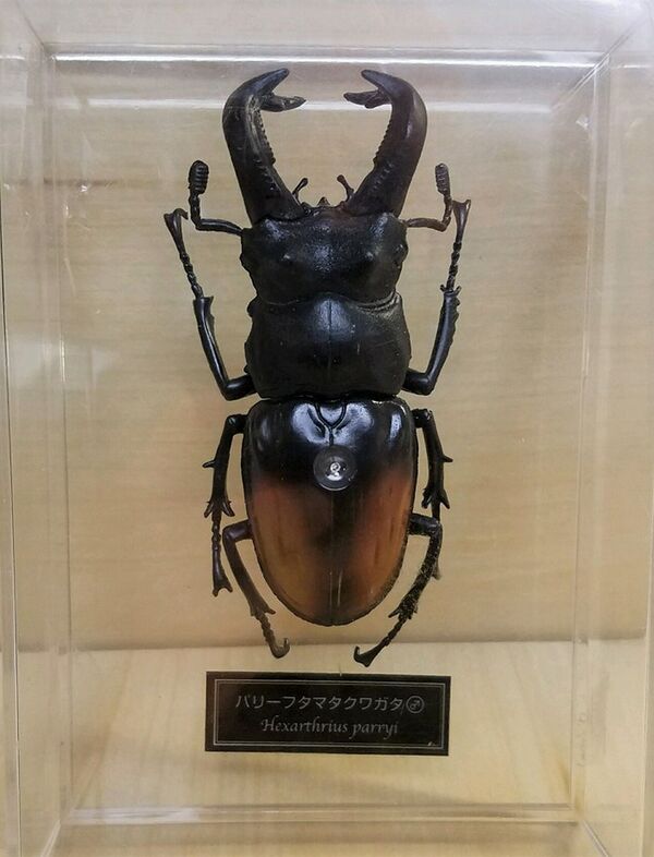 Hexarthrius parryi DeAgostini.jpg