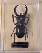 Hexarthrius rhinoceros