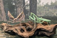 Hierodula patellifer, brown adult