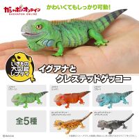 Iguana and Crested gecko