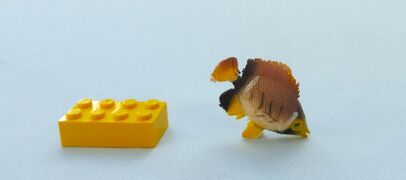 Injecta Plastic Millet butterflyfish