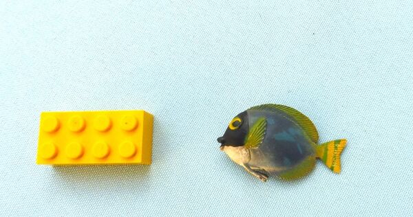 Injecta Plastic Powder blue tang.jpg