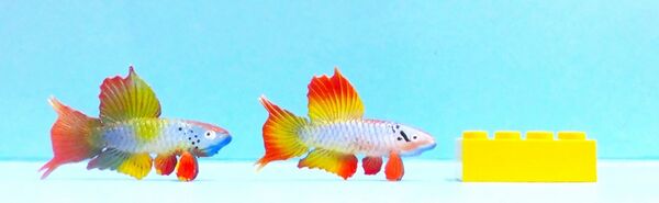 Injecta Plastic Siamese fighting fish.jpg