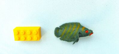 Injecta Plastic Wrasse