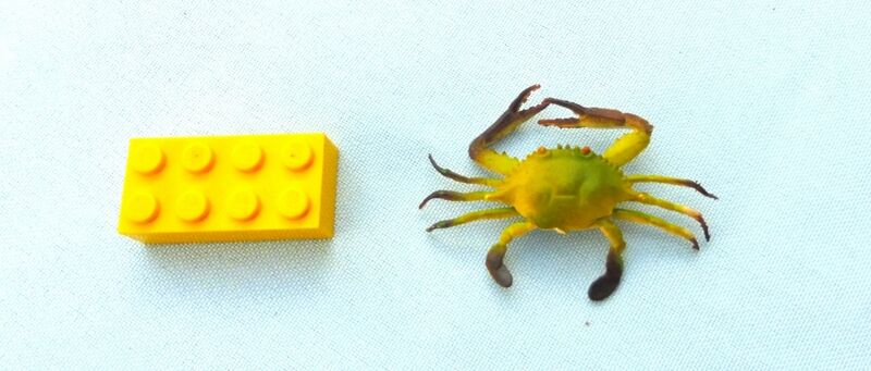 File:Injecta Swimmer crab.jpg