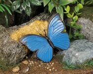 Common morpho