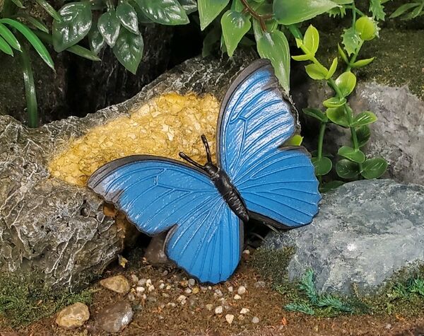 Innovative Kids Common morpho.jpg