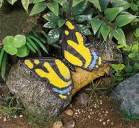 Innovative Kids Eastern tiger swallowtail