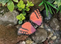 Innovative Kids Noble leafwing