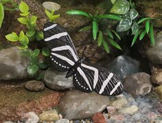 Zebra longwing