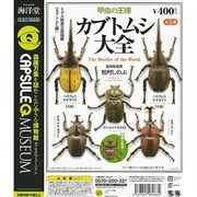 Stag Beetle Encyclopedia