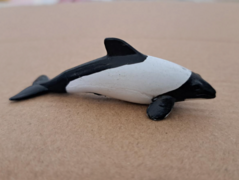 K&M Commerson's Dolphin