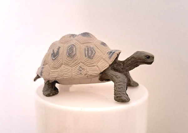 K&M Endangered Reptiles Bulk Galapagos Tortoise.png