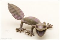 Leaf Tailed Gecko